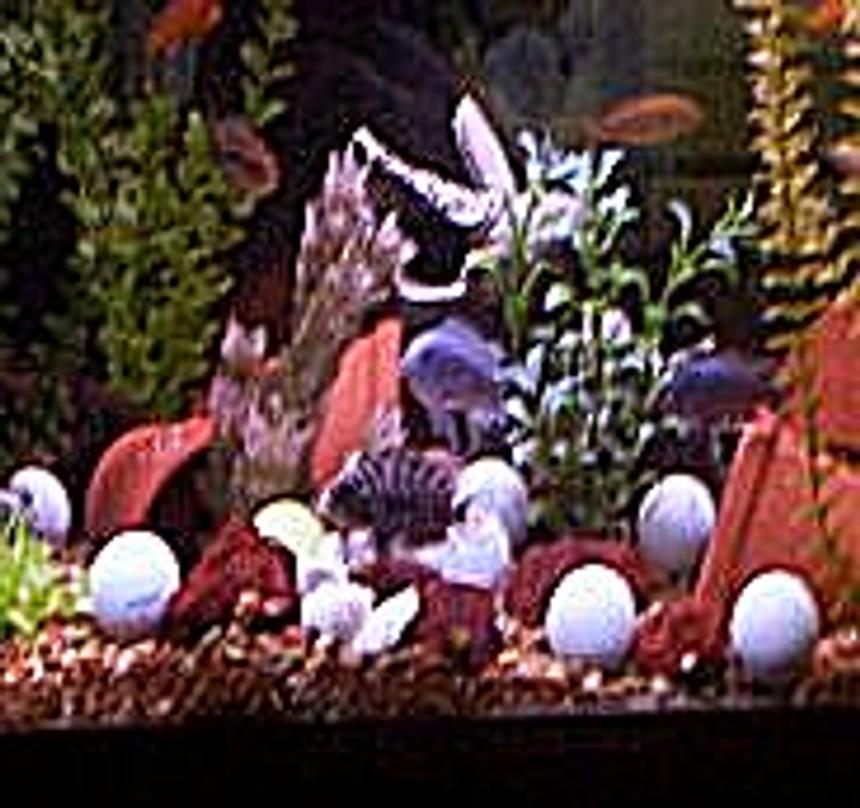 Rated #2376: Freshwater Fish - Archocentrus Nigrofasciatus - Black Convict Cichlid Stocking In 75 Gallons Tank - assorted cichlids