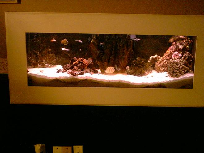 55 gallons saltwater fish tank (mostly fish, little/no live coral) - in the wall