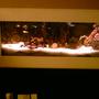 55 gallons saltwater fish tank (mostly fish, little/no live coral) - in the wall