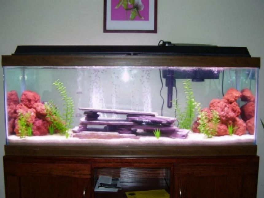 Rated #3404: 55 Gallons Freshwater Fish Tank - See Profile