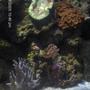 corals inverts stocking in 72 gallons tank - assorted corals