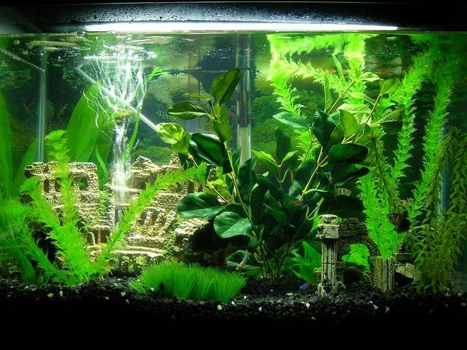 45 gallons freshwater fish tank (mostly fish and non-living decorations) - my tanks..... 2 of them 20 gal, 25 gal.