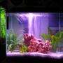 45 gallons freshwater fish tank (mostly fish and non-living decorations) - my tanks..... 2 of them 20 gal, 25 gal.