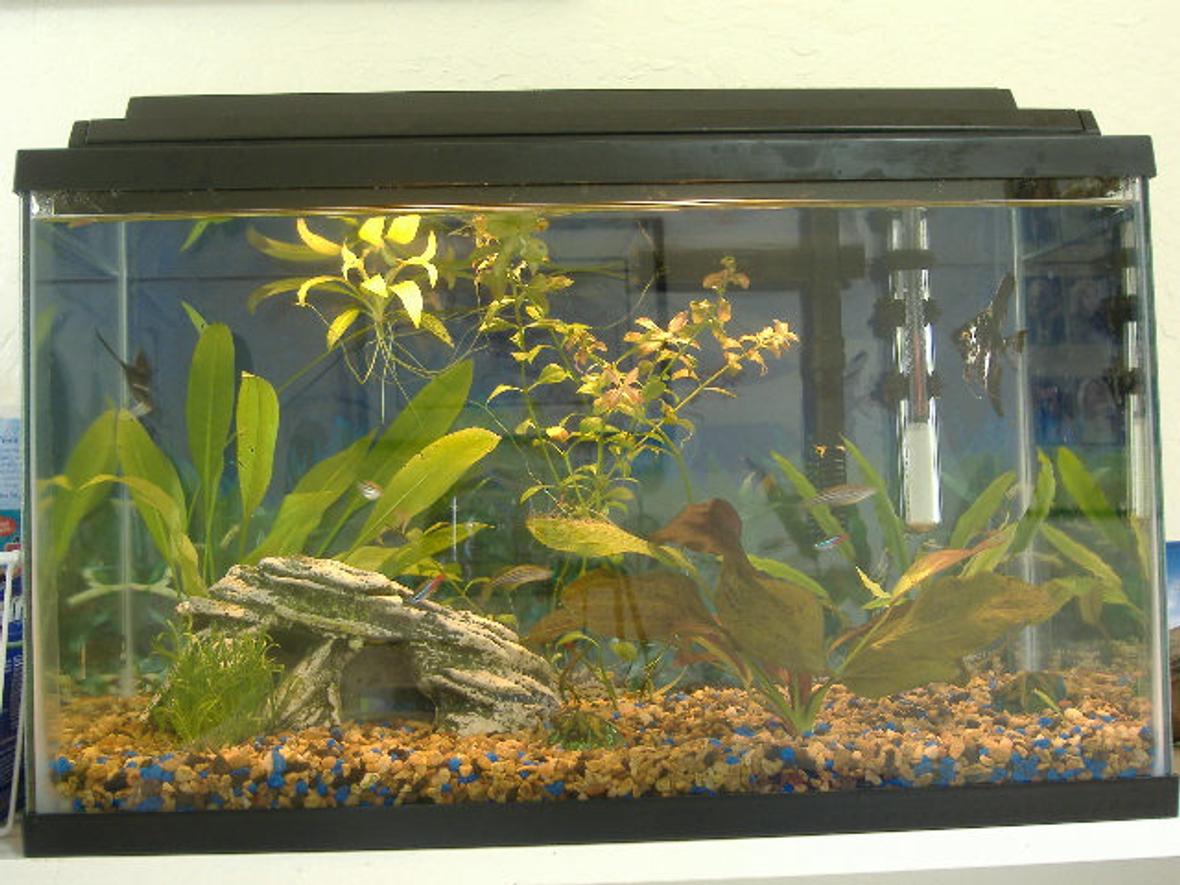 10 gallons freshwater fish tank (mostly fish and non-living decorations) - 10 gal tank, 2 angelfish, 3 neons, 3 danios, 1 pleco