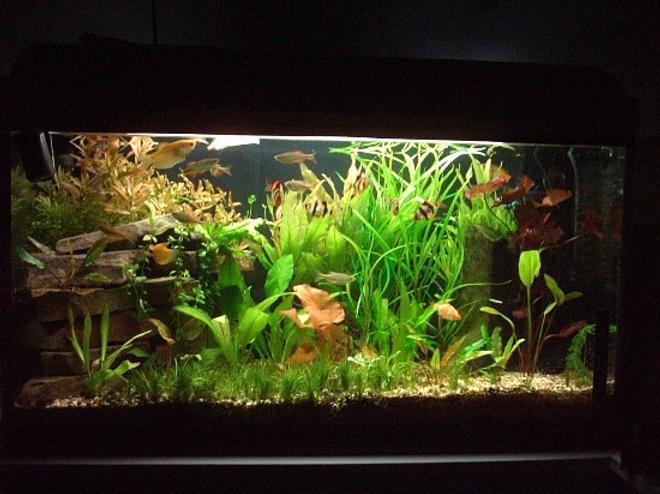 30 gallons planted tank (mostly live plants and fish) - new planted