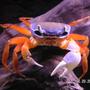 corals inverts - uca pugnax - fiddler crab stocking in 55 gallons tank - This freshwater crab didn't really fit in a category. I bought it as a Patriot Crab, but I'm sure that's not the real name.