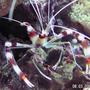 corals inverts - stenopus hispidus - banded coral shrimp stocking in 55 gallons tank - Coral Banded Shrimp