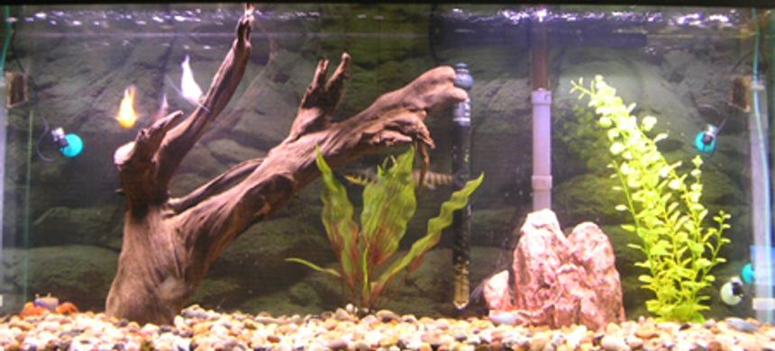 Rated #3000: 55 Gallons Freshwater Fish Tank - 55 Gallon Freshwater Tank