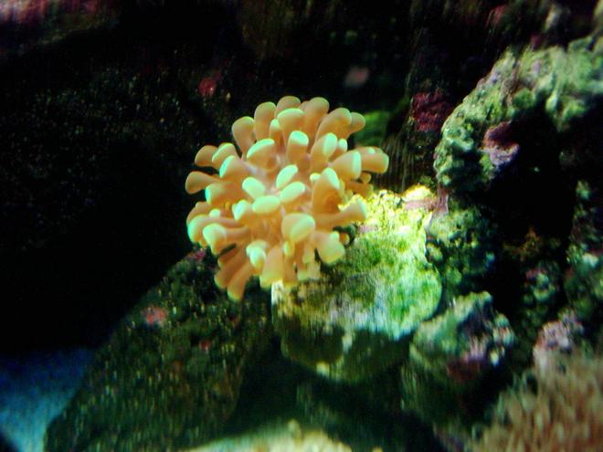 corals inverts - euphyllia paradivisa - frogspawn coral stocking in 55 gallons tank - Anchor coral