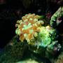 corals inverts - euphyllia paradivisa - frogspawn coral stocking in 55 gallons tank - Anchor coral