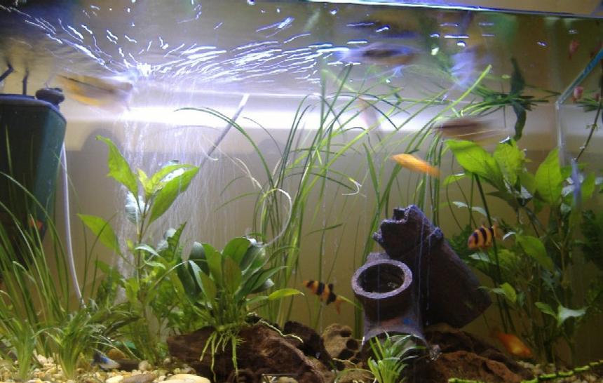 Rated #2796: 100 Gallons Freshwater Fish Tank - --------