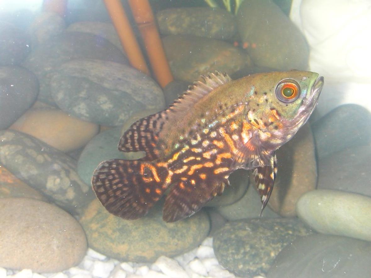 freshwater fish - astronotus ocellatus - zebra oscar stocking in 75 gallons tank - Oscar - Fresh from store -just ate 3 of my bleeding heart tetras
