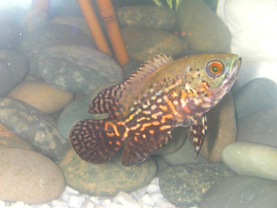 freshwater fish - astronotus ocellatus - zebra oscar stocking in 75 gallons tank - Oscar - Fresh from store
-just ate 3 of my bleeding heart tetras