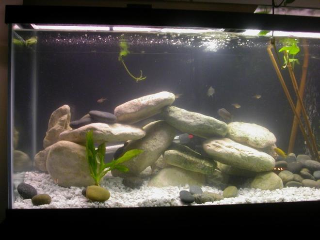 75 gallons freshwater fish tank (mostly fish and non-living decorations) - Cichlid Stack