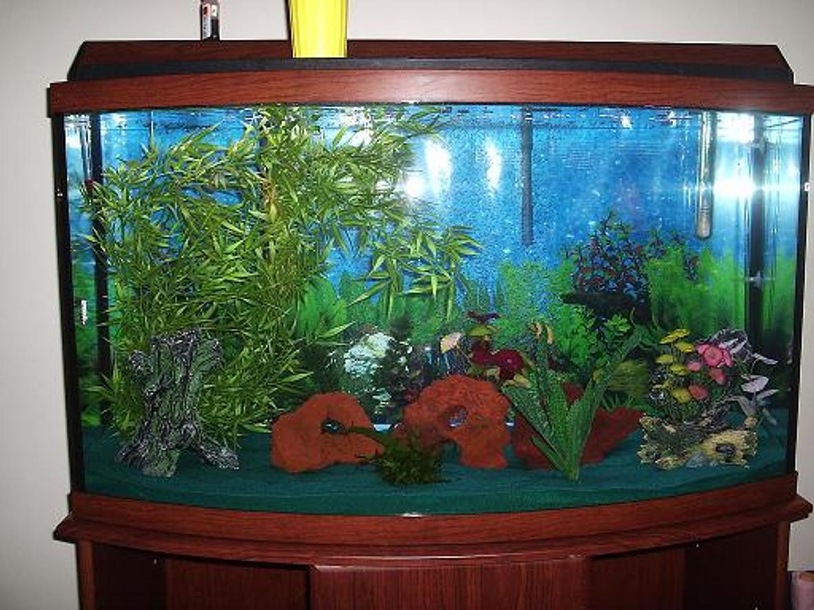 72 gallons freshwater fish tank (mostly fish and non-living decorations) - This is my 46 gallon bow front tank, It only has 1 Black Ghost Knife in it right now.