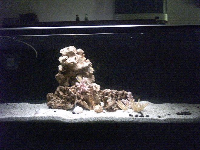 70 gallons saltwater fish tank (mostly fish, little/no live coral) - My BABY!