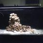 70 gallons saltwater fish tank (mostly fish, little/no live coral) - My BABY!