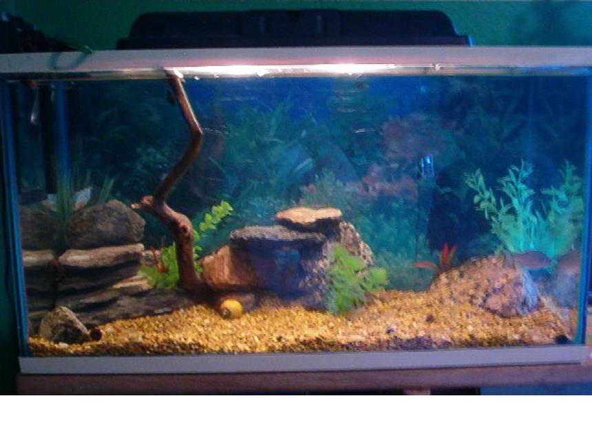 Rated #3692: 29 Gallons Freshwater Fish Tank - 29 Gallon Aquarium with 2 Red Belly Pacus, many snails, fake plants, and lots of rocks.