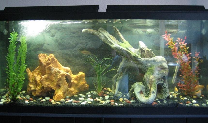 Rated #2698: 55 Gallons Freshwater Fish Tank - 55 Gallon Semi-Agressive Tank