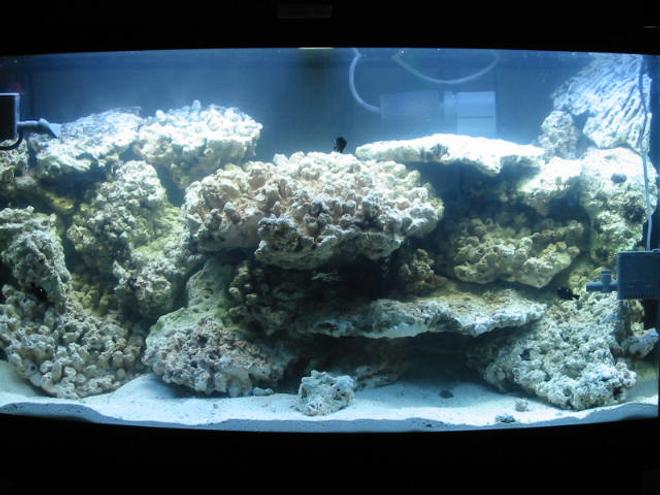 46 gallons reef tank (mostly live coral and fish) - cycling