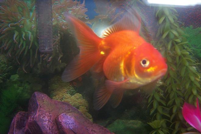 freshwater fish - carassius auratus - fantail goldfish stocking in 20 gallons tank - WE CALL HIM  FATTY,  HE'S  ONE AND A HALF YEARS OLD.