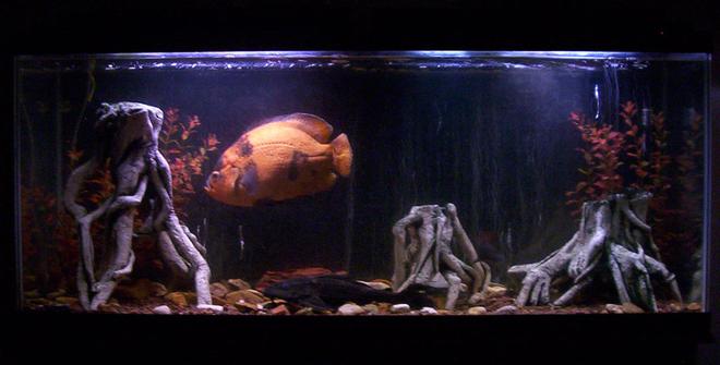55 gallons freshwater fish tank (mostly fish and non-living decorations) - 55 gallon tank - the streaks in the background are bubbles