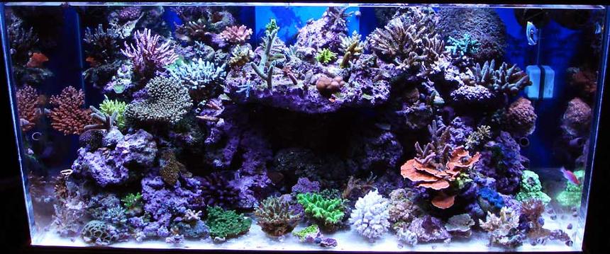 Rated #10: Fish Tank Picture - 120 SPS tank