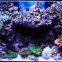 fish tank picture - 120 SPS tank