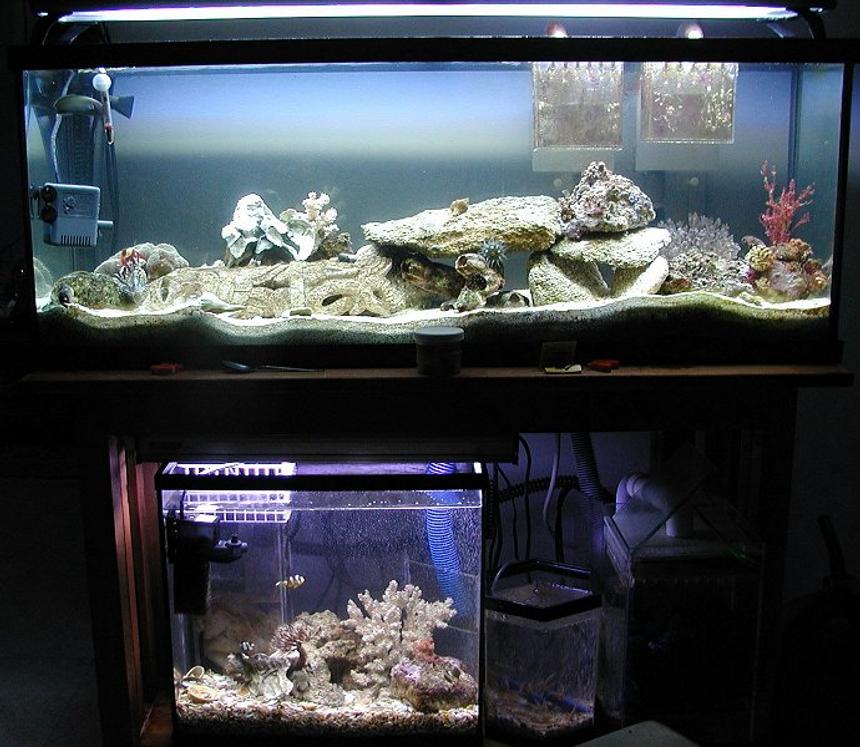 Rated #1164: 75 Gallons Reef Tank - frontal view