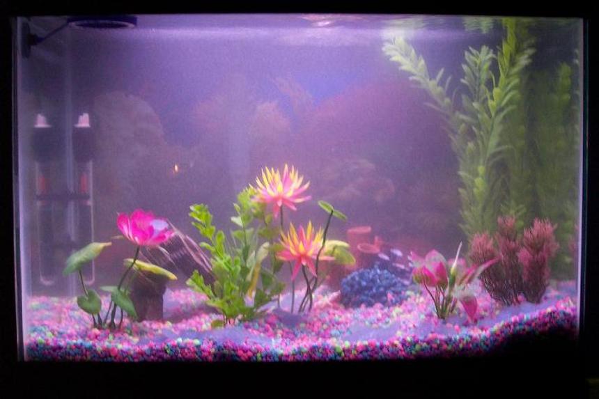 Rated #4171: 30 Gallons Freshwater Fish Tank - 30 GALLON TANK WITH ACUACLEAR 70 FILTER, 100 W HEATER. AT THE CYCLING STAGE RIGHT NOW. WILL PUT TROPICAL FISH IN SOON,