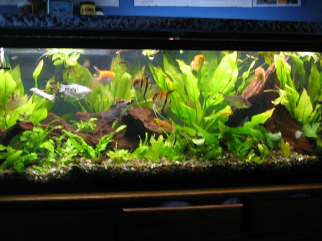 55 gallons planted tank (mostly live plants and fish) - gourmis, bala shark, angels, zebras, catfish, tiger barb, fidler crabs, clown loach, rope fish, eel, and plecos. all real . nothing fake.turbo co2, peguin 330, undergravel filter, 80watts of lighting.