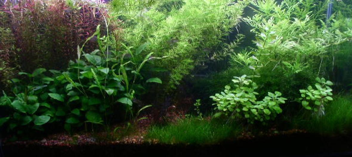 40 gallons planted tank (mostly live plants and fish) - This is my updated 40 gal tank.