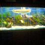 120 gallons freshwater fish tank (mostly fish and non-living decorations) - arrowana
