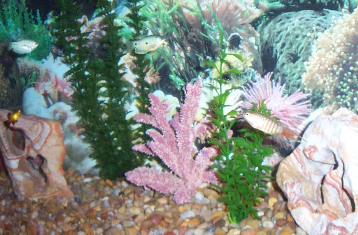 55 gallons freshwater fish tank (mostly fish and non-living decorations) - A 55-gallon, primarily gourami tank with 2 blue gouramis, 2 gold gouramis, 2 paradise gouramis, 2 opaline gouramis, and 2 sunset platys (for additional color). Plan to add angels in the near future.