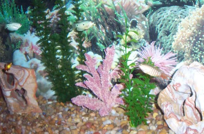 55 gallons freshwater fish tank (mostly fish and non-living decorations) - A 55-gallon, primarily gourami tank with 2 blue gouramis, 2 gold gouramis, 2 paradise gouramis, 2 opaline gouramis, and 2 sunset platys (for additional color).  Plan to add angels in the near future.