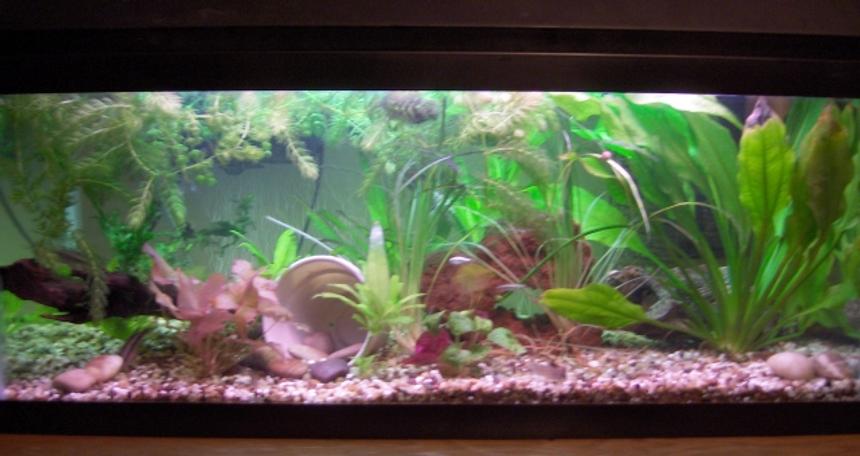 Rated #1727: 20 Gallons Planted Tank - Hagen CO2 Injection
Aqua Clear 300 Filtration
Gravel and Specialized Plant Substrate
Various Fish