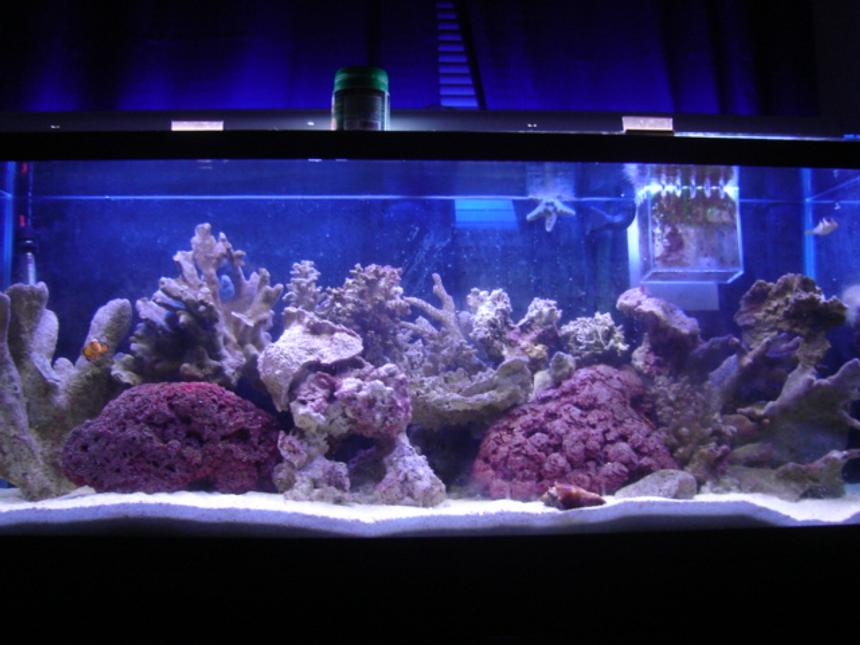 Rated #1097: 90 Gallons Reef Tank - k