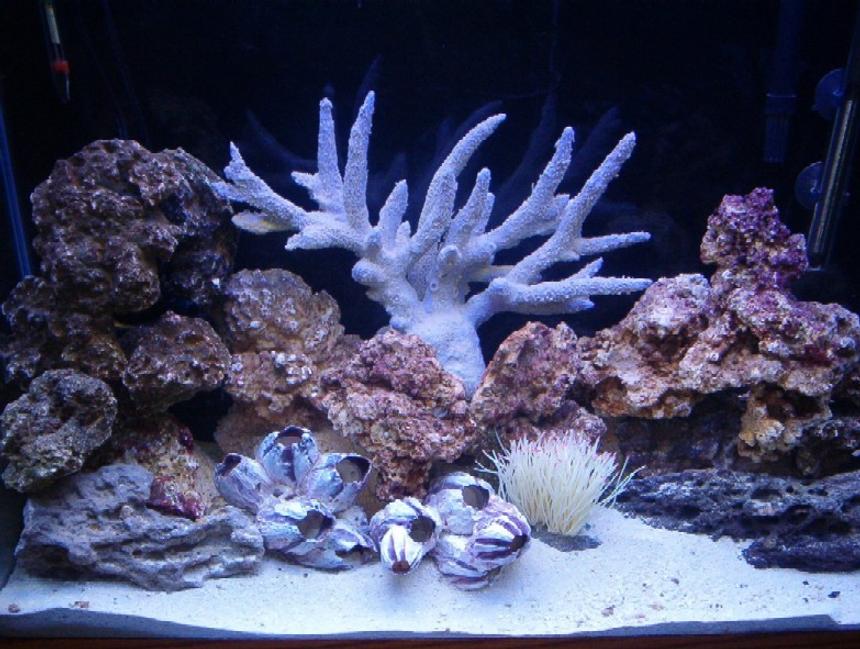 Rated #1263: 33 Gallons Reef Tank - This is day 5