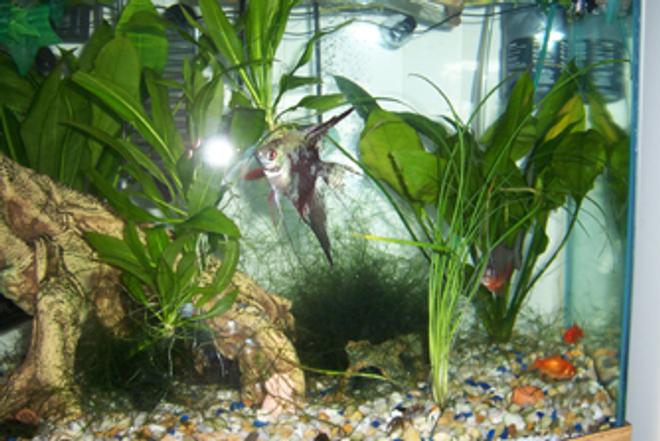 freshwater fish - pterophyllum sp. - koi angel stocking in 46 gallons tank - Here is the Angle Fish and Friends