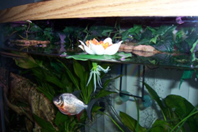 freshwater fish - pygocentrus nattereri - redbellied pirhana stocking in 46 gallons tank - Here IS The Pacu