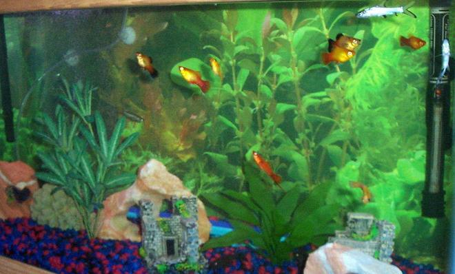 30 gallons freshwater fish tank (mostly fish and non-living decorations) - Community of primarily live-bearers