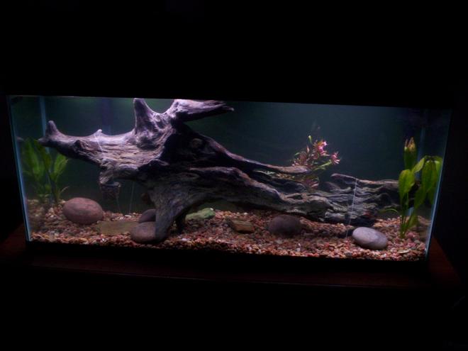 55 gallons freshwater fish tank (mostly fish and non-living decorations) - This is my 55gal Freshwater tank I just recently set up. Its a huge work in progress. It has 3 live plants, but I plan on adding many more. The huge piece of drift wood is the newest addition. I have let it set under water for a while and it will not sink, so I anchored it down for now. Looks bad, but works. This tank houses 2 south american flowerhorn cichlids.