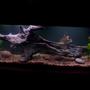 55 gallons freshwater fish tank (mostly fish and non-living decorations) - This is my 55gal Freshwater tank I just recently set up. Its a huge work in progress. It has 3 live plants, but I plan on adding many more. The huge piece of drift wood is the newest addition. I have let it set under water for a while and it will not sink, so I anchored it down for now. Looks bad, but works. This tank houses 2 south american flowerhorn cichlids.