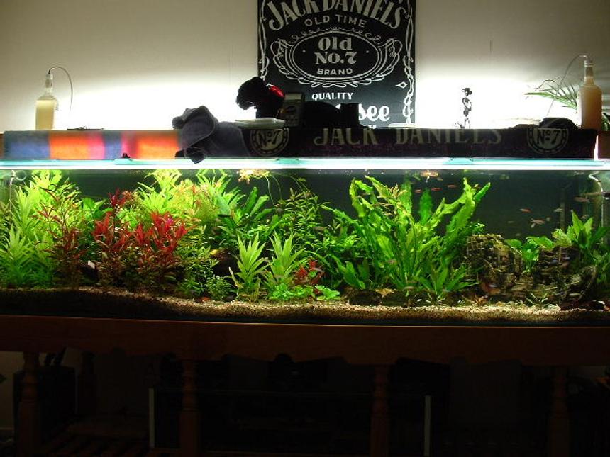 Rated #215: 225 Gallons Planted Tank - This is the 8 footer but after it was redone about 4 months ago, along with the help of c02. We are rather proud.