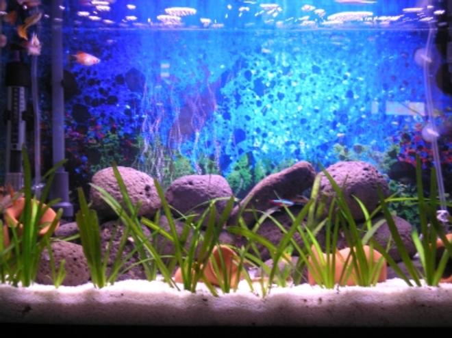 15 gallons freshwater fish tank (mostly fish and non-living decorations) - 15 gal tank