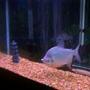 freshwater fish - colossoma brachypomus - pacu stocking in 55 gallons tank - Pacu