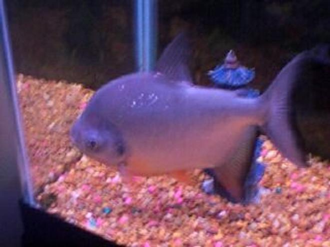 freshwater fish - colossoma brachypomus - pacu stocking in 55 gallons tank - Pacu1
