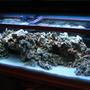 50 gallons reef tank (mostly live coral and fish) - The tank at 2.5 weeks old.