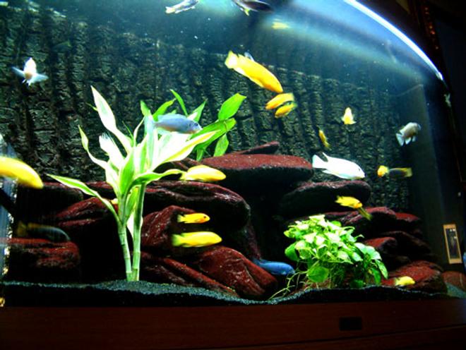 64 gallons freshwater fish tank (mostly fish and non-living decorations) - Malawi Moon
Juwel Vision 260L
2 Labidochromis sp. "Hongi" 
2 Syno Multipunctatus 
3 Ps. Ice White 
4 Ps. Acei "Yellow Tail" 
3 Ps Crabro 
4 maylandia callainos 
1 Lab Trewavasae 
1 Metriaclima Greshakei 
3 Metriaclima Estherae 
8 Labidochromis Caeruleus 
Filtration:Juwel Internal and Fluvol304