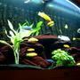 64 gallons freshwater fish tank (mostly fish and non-living decorations) - Malawi Moon Juwel Vision 260L 2 Labidochromis sp. "Hongi" 2 Syno Multipunctatus 3 Ps. Ice White 4 Ps. Acei "Yellow Tail" 3 Ps Crabro 4 maylandia callainos 1 Lab Trewavasae 1 Metriaclima Greshakei 3 Metriaclima Estherae 8 Labidochromis Caeruleus Filtration:Juwel Internal and Fluvol304